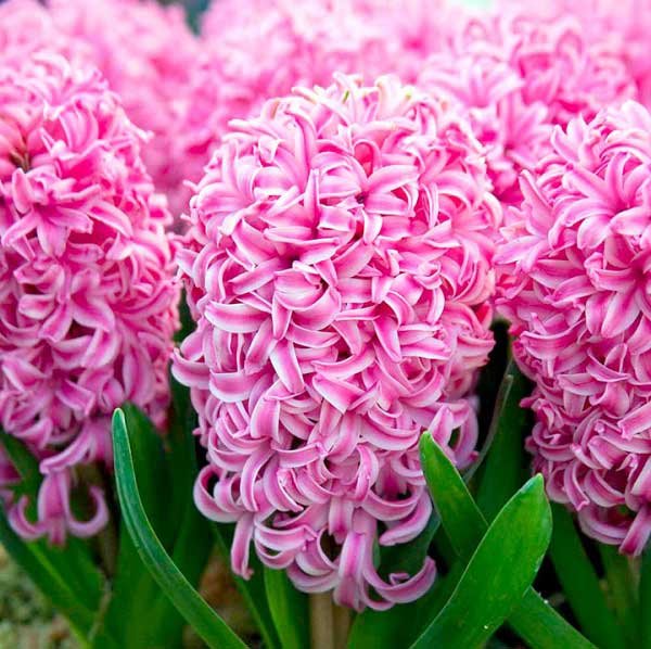 Hyacinth Juniper Hill Greenhouses