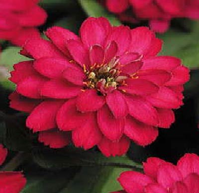 Zinna - Juniper Hill Greenhouses