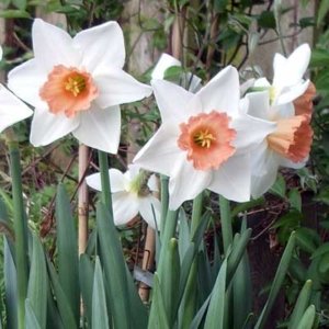 Narcissus Accent (Wh/Sal)