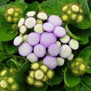 Ageratum