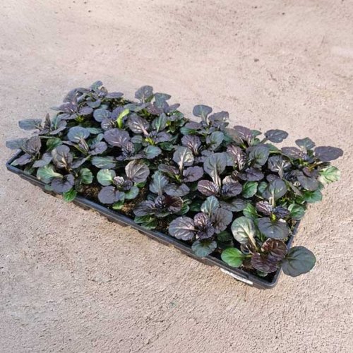 Ajuga Black Scallop Flat
