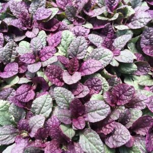 Ajuga reptans Burgundy Glow