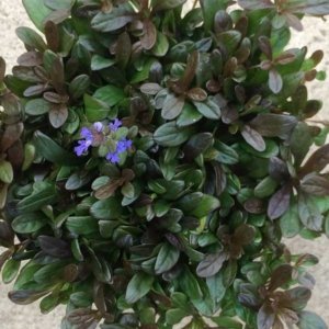 Ajuga x tenorii Chocolate Chip