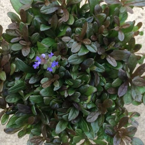 Ajuga x tenorii Chocolate Chip