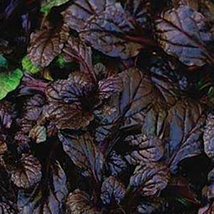 Ajuga reptans Mahogany