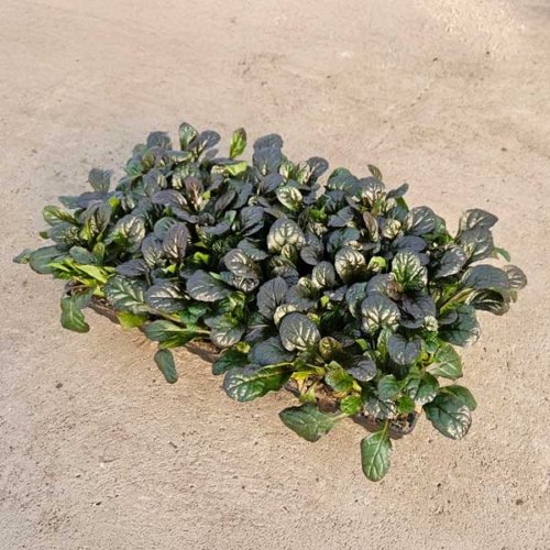 Ajuga Mahogany Flat