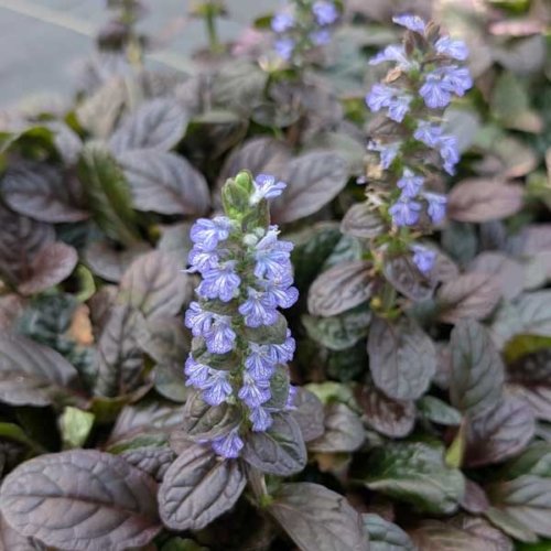 Ajuga Mahogany Flower