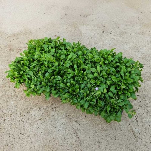 Ajuga Rosea Flat