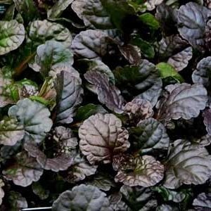 Ajuga reptans Black Scallop