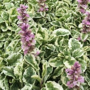 Ajuga reptans Pink Lightning