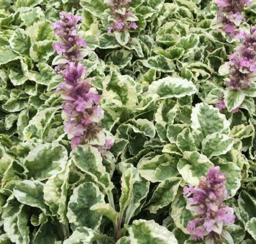 Ajuga reptans Pink Lightning