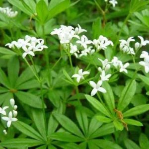 Other Ground Covers