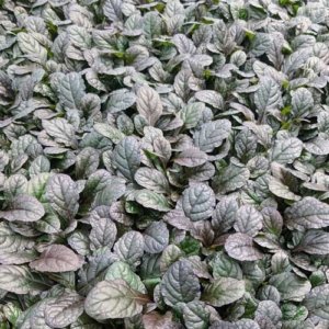 Buy Ajuga Mahogany