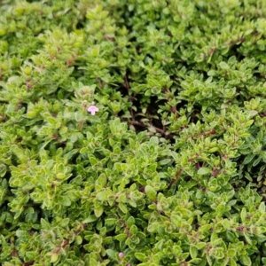 Buy Creeping Thyme Pink Chintz