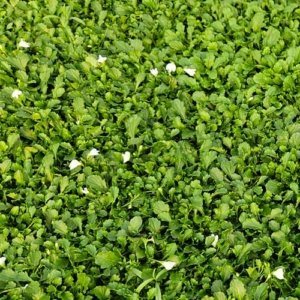 Mazus reptans Alba <br>(Cupflower) <br>Flat of 18 Cells