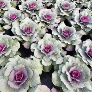 Flowering Cabbage Pigeon Purple