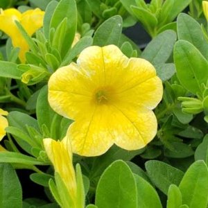 Calibrachoa