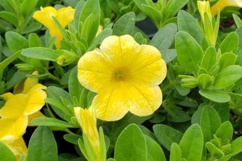 Calibrachoa