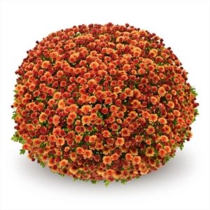 Chrysanthemum Garden Belgian Jasoda Orange