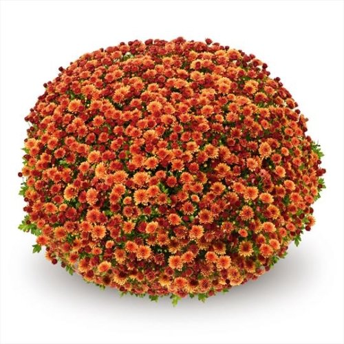 Chrysanthemum Garden Belgian Jasoda Orange