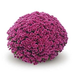 Chrysanthemum Garden Belgian Jasoda Purple
