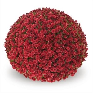 Chrysanthemum Garden Belgian Jasoda Red