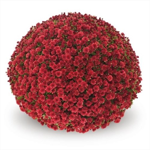 Chrysanthemum Garden Belgian Jasoda Red