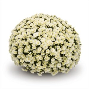 Chrysanthemum Garden Belgian Jasoda White