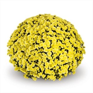 Chrysanthemum Garden Belgian Jasoda Yellow