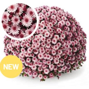 Chrysanthemum Garden Belgian Soul Sister Pink