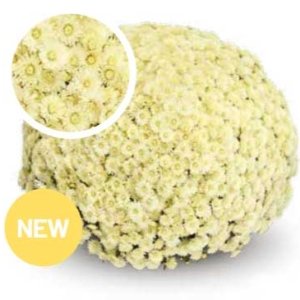 Chrysanthemum Garden Belgian Soul Sister White