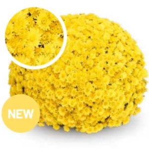 Chrysanthemum Garden Belgian Soul Yellow