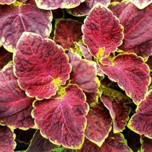 Coleus