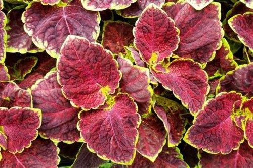 Coleus