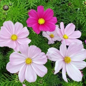 Cosmos