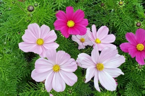 Cosmos