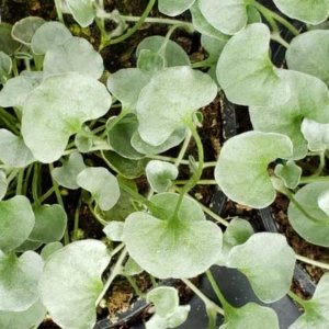 Dichondra