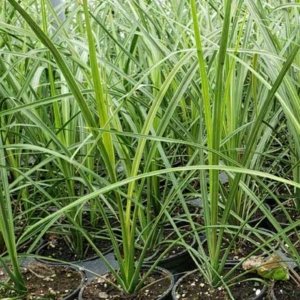 Dracaena