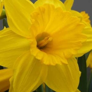 Narcissus Dutch Master