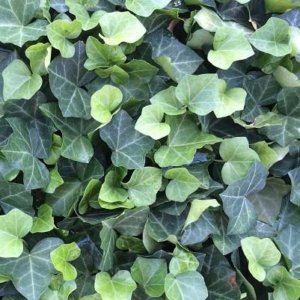 Ground Covers
