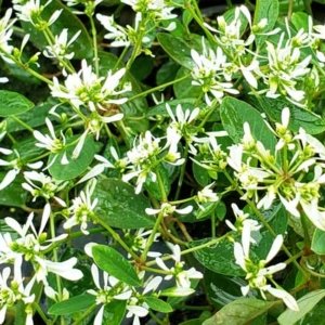 Euphorbia