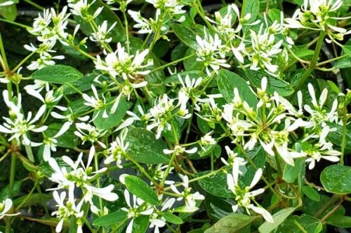 Euphorbia
