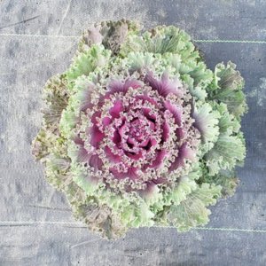 Flowering Kale Nagoya Red