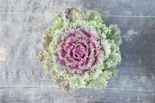 Flowering Kale Nagoya Red