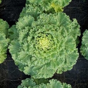 Flowering Kale Nagoya White