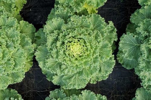 Flowering Kale Nagoya White