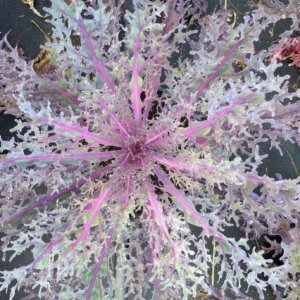 Flowering Kale Peacock Red