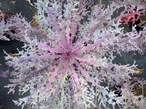Flowering Kale Peacock Red