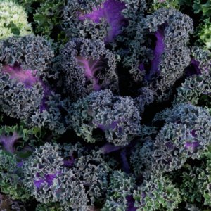 Flowering Kale Yokohama Red