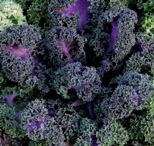 Flowering Kale Yokohama Red